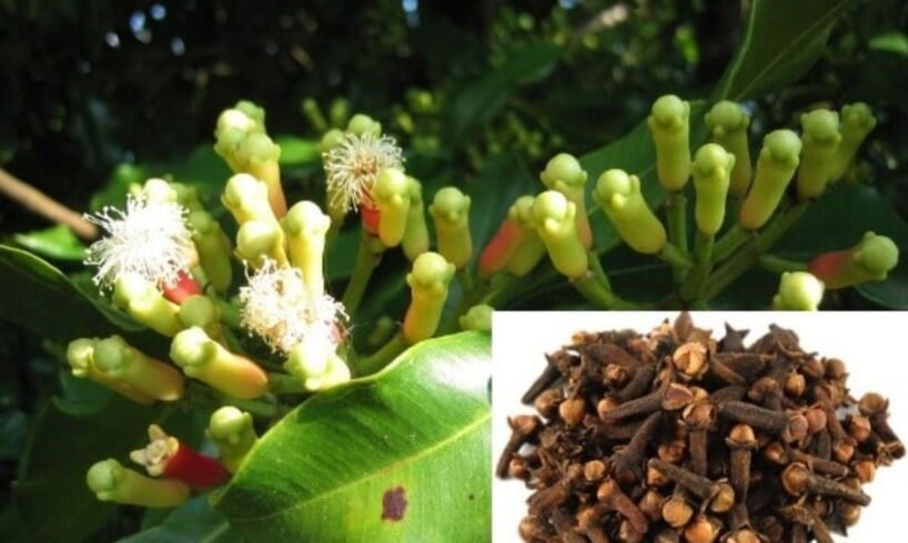 Clove Cultivation